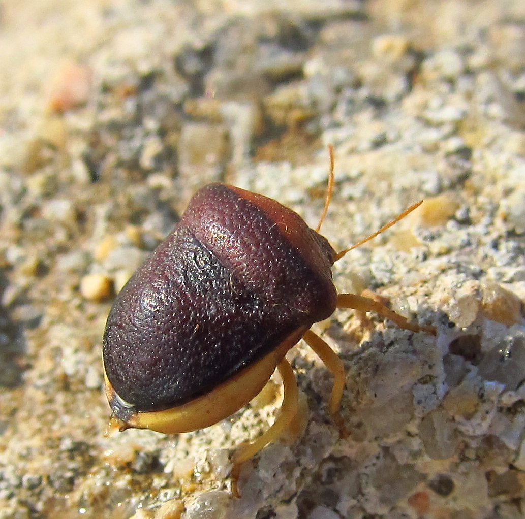 Pentatomidae: Ventocoris trigonus di Turchia